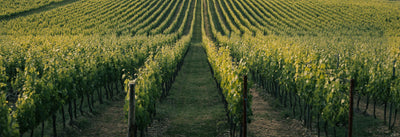 Wines from Other Regions