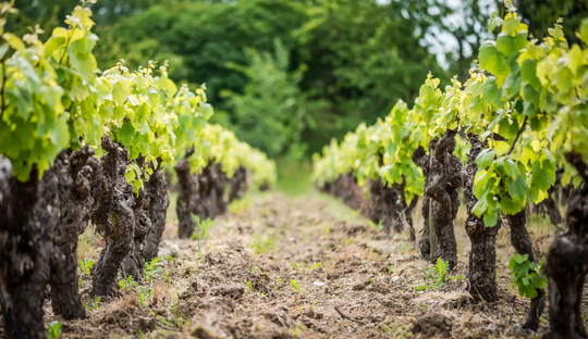 A Taste of Cru Communale Muscadet